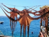 Octopus-Hang