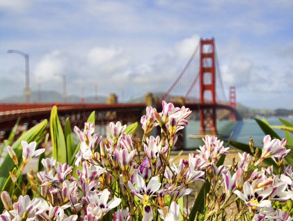 Spring Flowers at the Golden Gate Visitor Center